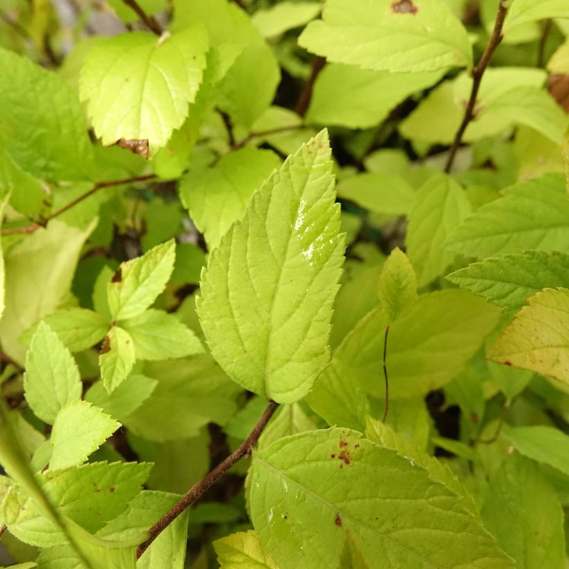 Spiraea japonica Little Princess (Foliage)