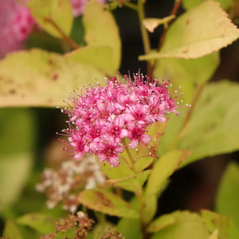 Spiraea japonica Little Princess (Flowering)