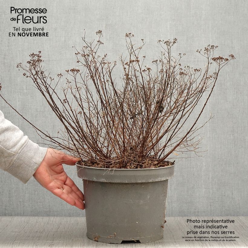 Spiraea japonica Little Princess 4L/5L pot sample as delivered in autumn