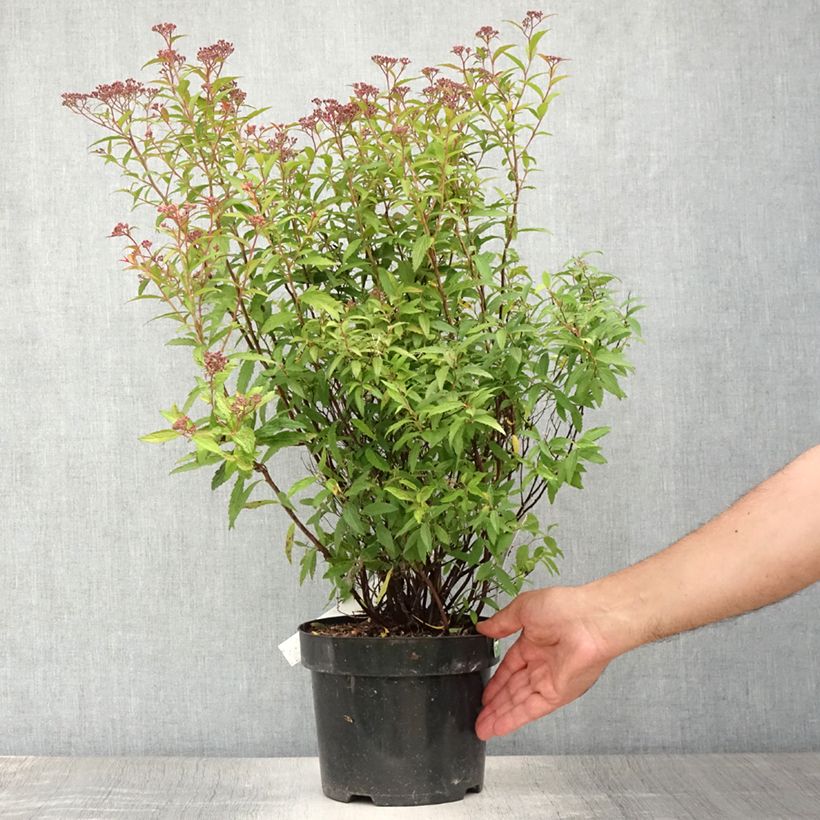 Spiraea japonica Darts Red 3L/4L pot sample as delivered in summer