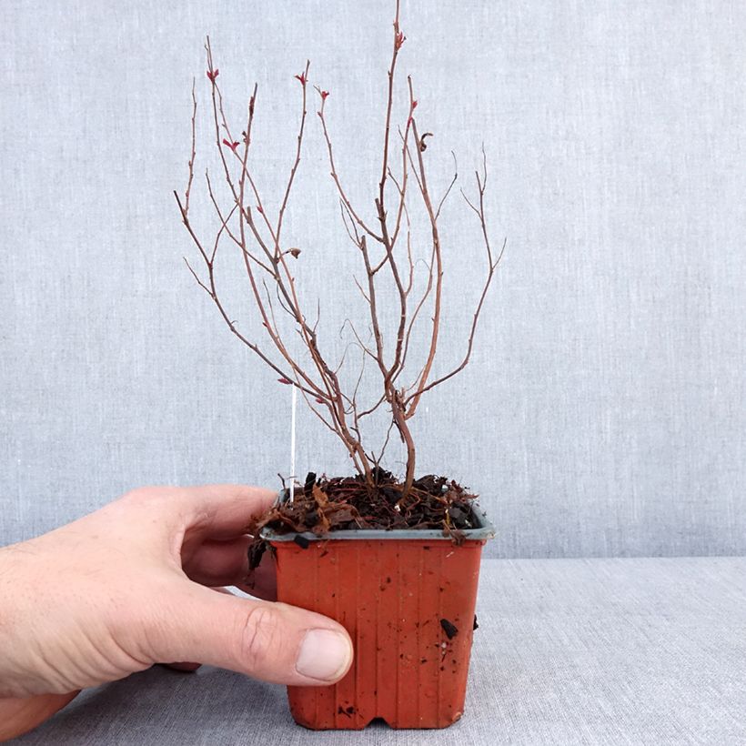 Spiraea japonica Darts Red 8/9 cm pot sample as delivered in winter