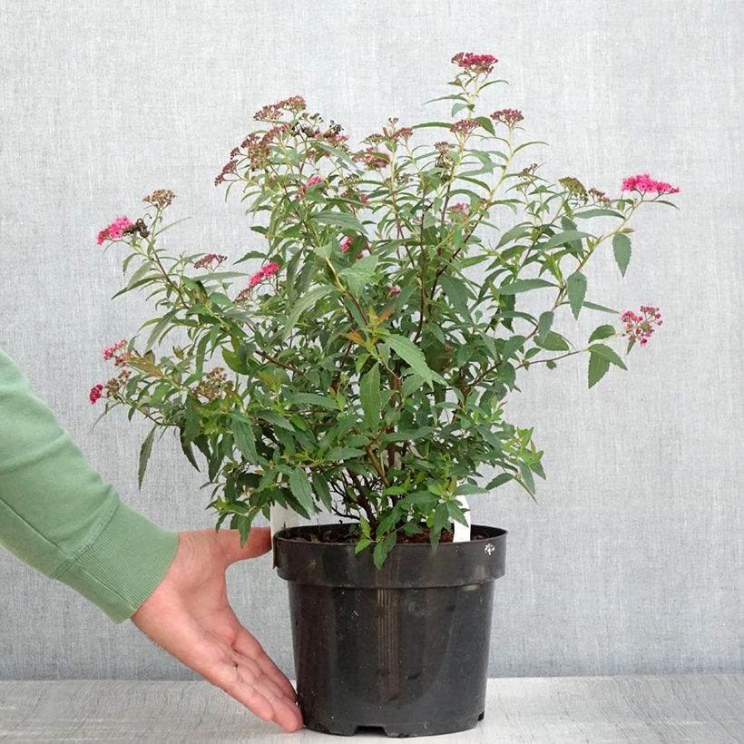 Spiraea japonica Neon Flash 2L/3L potShipped height around 20/25cm sample as delivered in summer