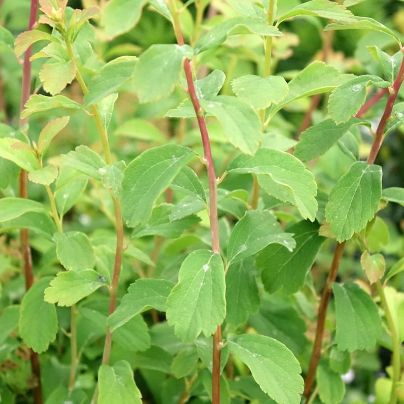 Spiraea nipponica Halwards Silver (Foliage)