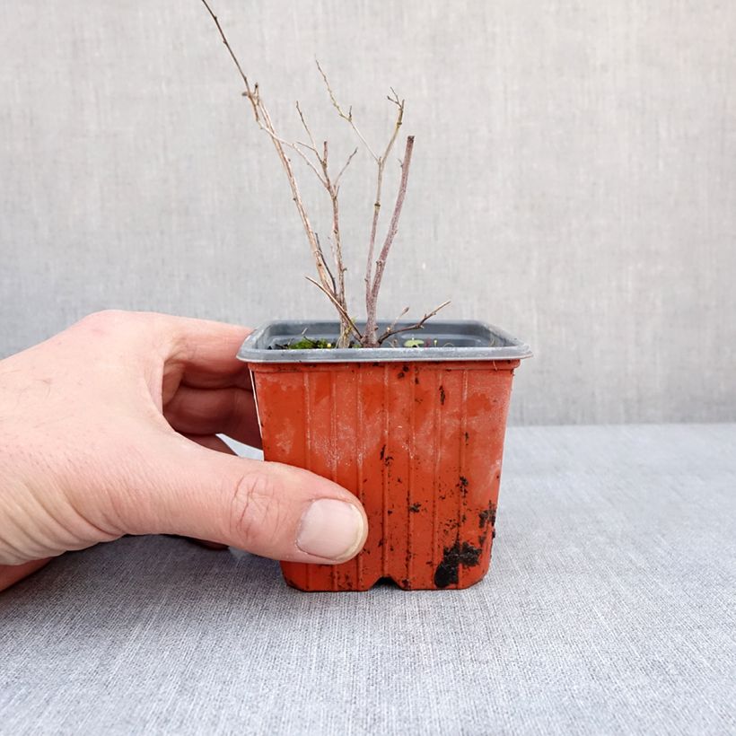 Spiraea nipponica Halwards Silver 8/9 cm pot sample as delivered in winter