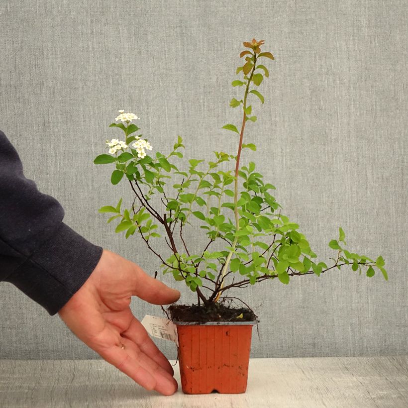 Spirée japonaise - Spiraea nipponica Halward's Silver - Godet de 8/9 cm sample as delivered in spring