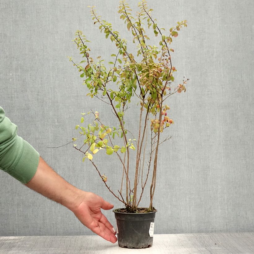 Spiraea nipponica Halwards Silver 1L/1.5L pot 30cm sample as delivered in summer