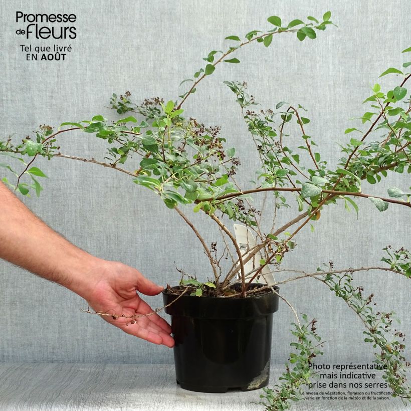 Spiraea nipponica White Carpet 3L/4L pot sample as delivered in summer
