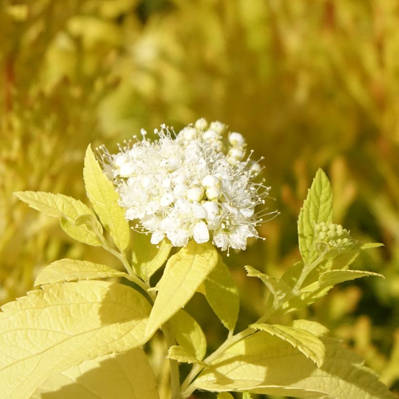 Spiraea japonica White Gold - Japanese Spiraea (Flowering)