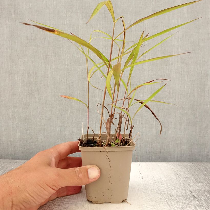 Spodiopogon sibiricus 8/9 cm pot sample as delivered in summer