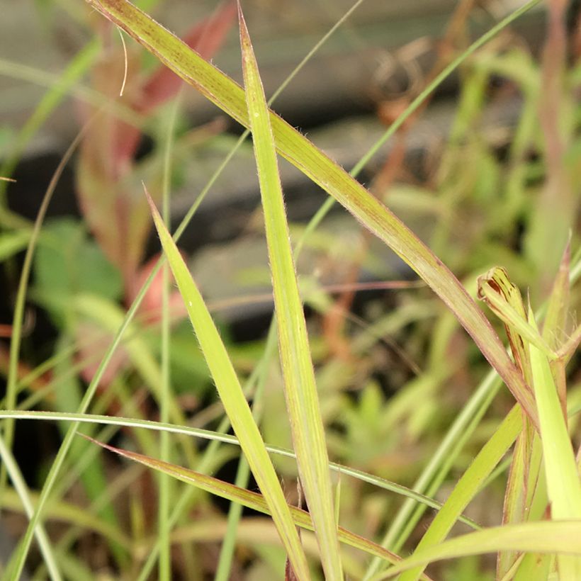 Spodiopogon sibiricus (Foliage)