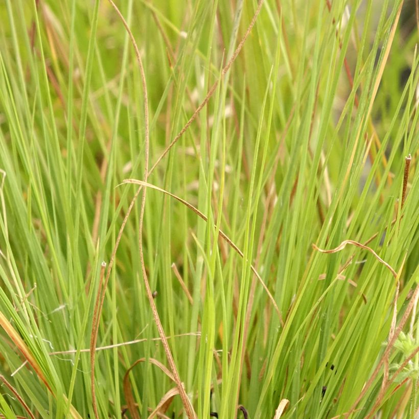 Sporobolus heterolepis Wisconsin Strain (Foliage)