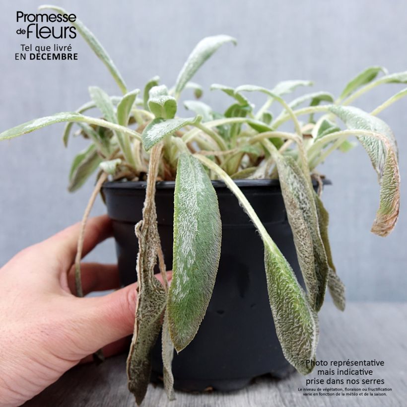 Stachys byzantina - Oreilles d'ours en pot de 2/3 litres sample as delivered in autumn