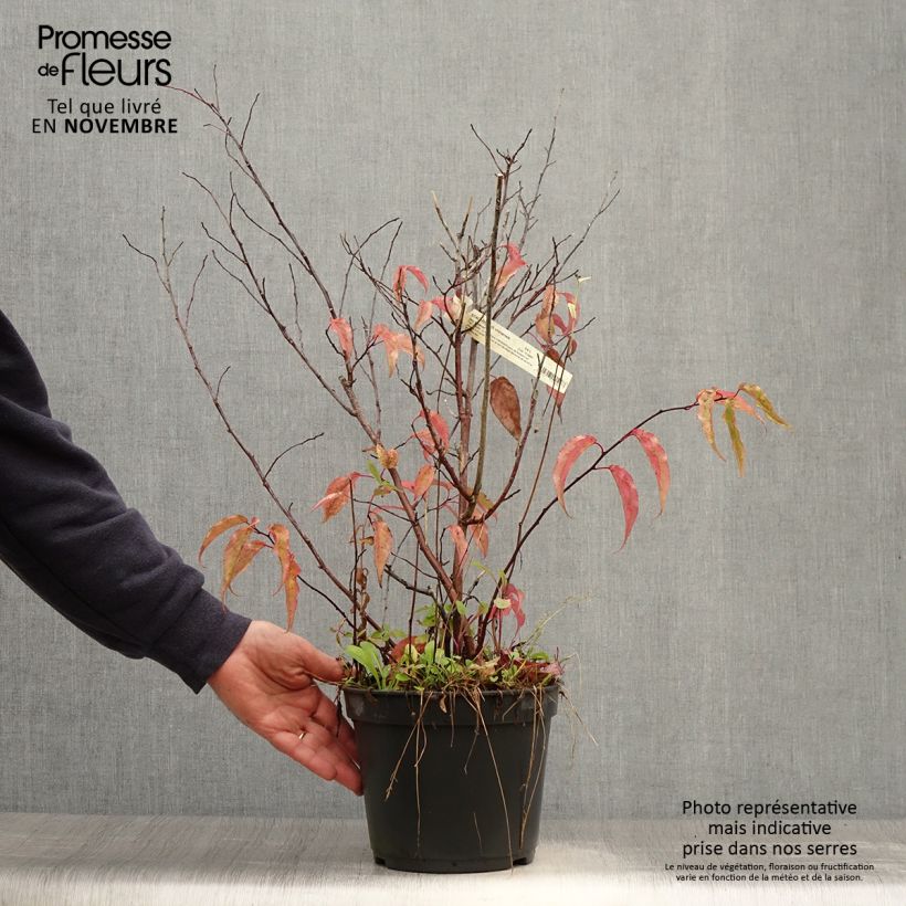 Stachyurus chinensis Joy Forever en pot de 2L/3L sample as delivered in autumn