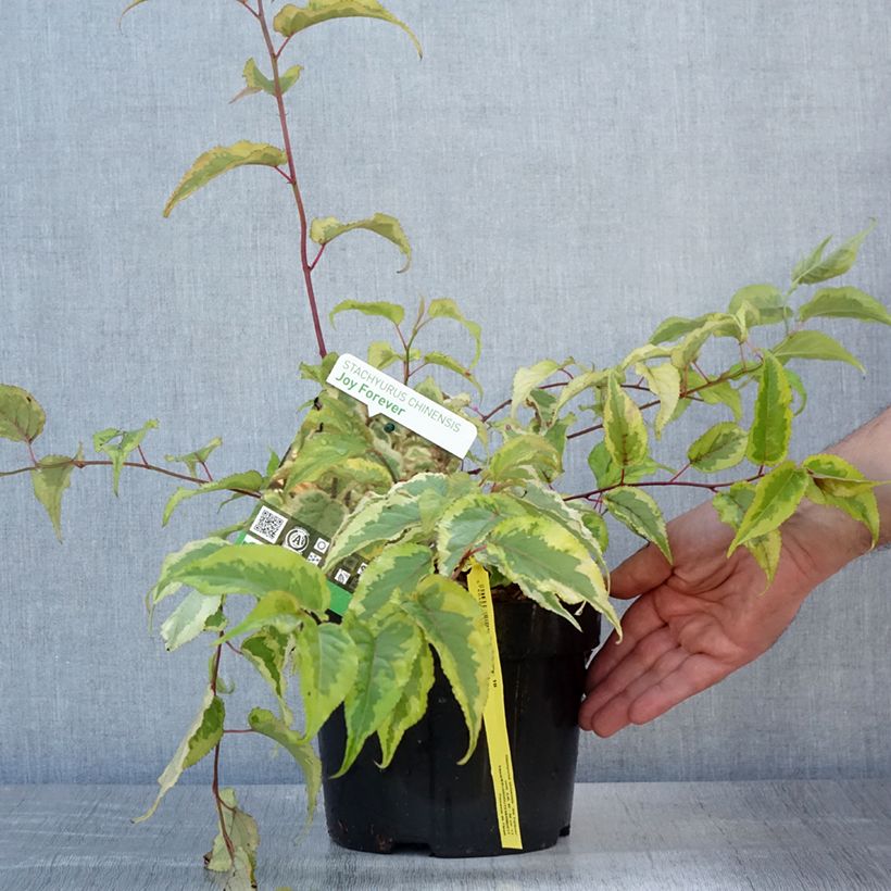 Stachyurus chinensis Joy Forever 2L/3L pot sample as delivered in summer