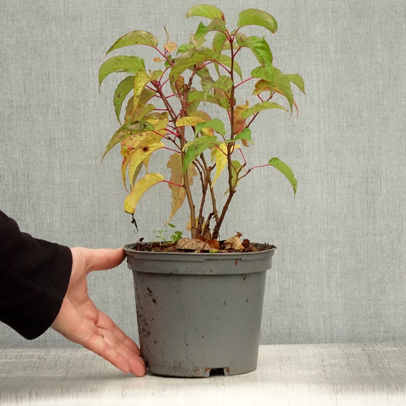 Stachyurus praecox 2L/3L pot sample as delivered in autumn