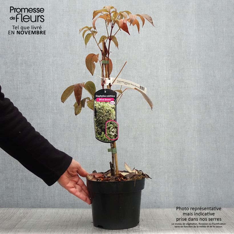 Staphylea colchica Black Beauty - Faux pistachier Pot de 4L/5L sample as delivered in autumn