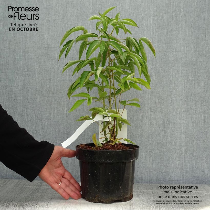 Staphylea colchica 3L/4L pot sample as delivered in autumn