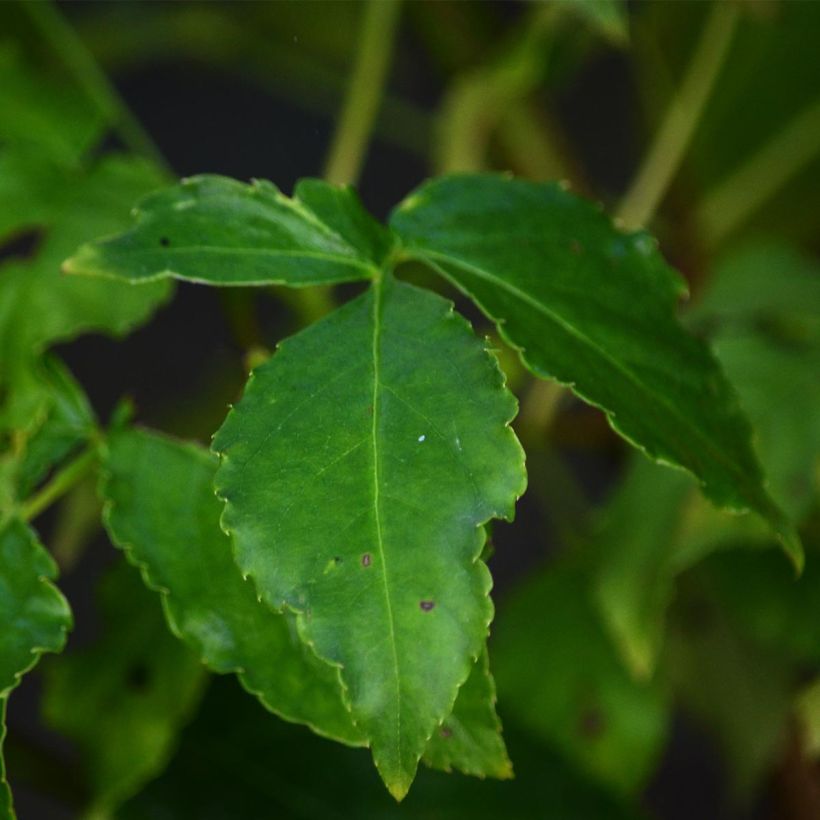 Staphylea colchica (Foliage)
