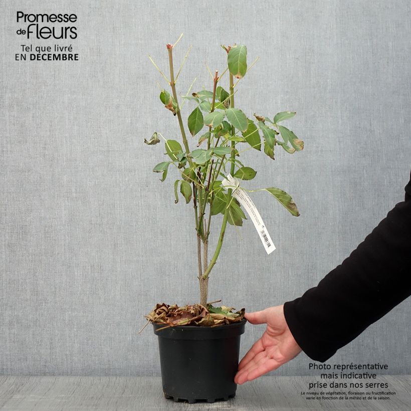 Staphylea pinnata en pot 3/4L - Faux pistachier sample as delivered in autumn