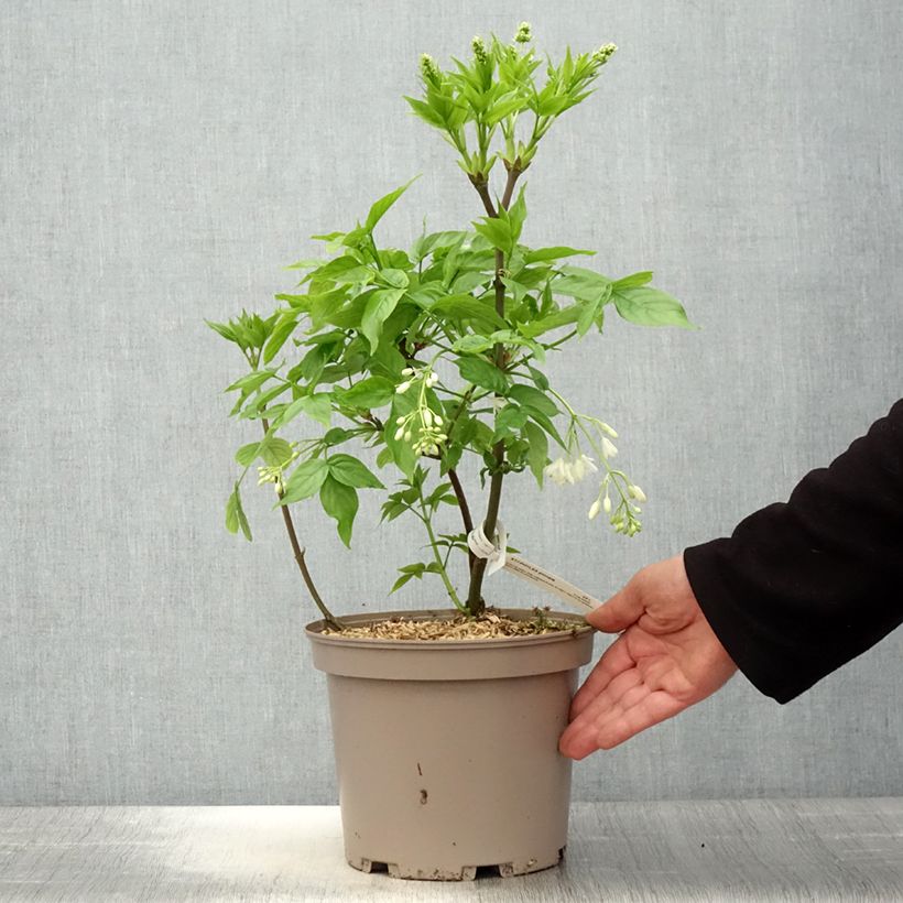 Staphylea pinnata - Faux pistachier Pot de 3L/4L sample as delivered in spring