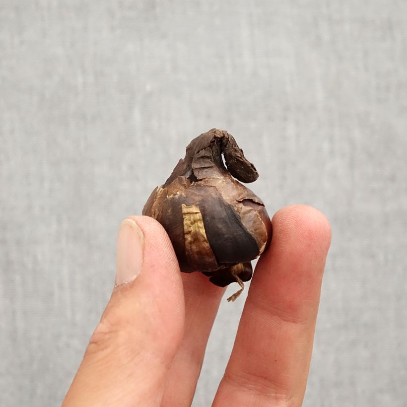 Sternbergia lutea Bulb size 10+ sample as delivered in autumn
