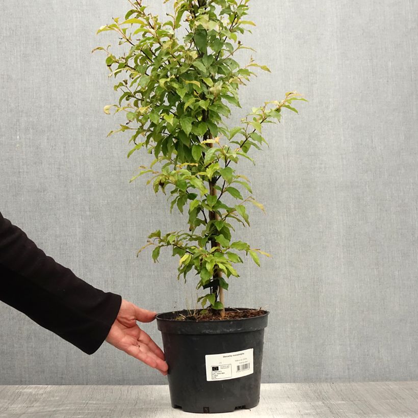 Stewartia monadelpha  Pot de 4L/5L sample as delivered in summer