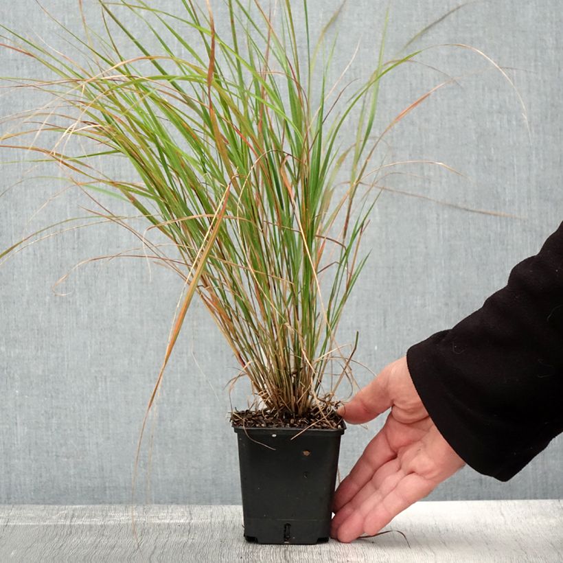 Stipa arundinacea Sirocco - Anemanthele lessoniana Godet de 8/9cm sample as delivered in autumn