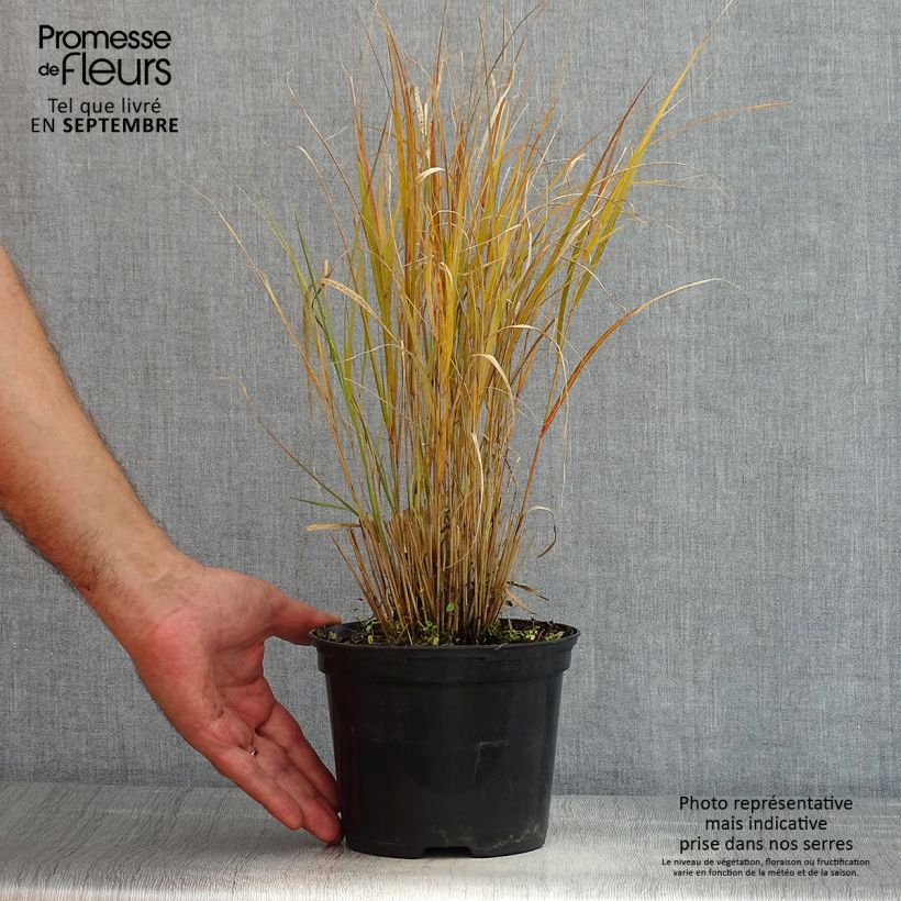 Stipa arundinacea Sirocco - Anemanthele lessoniana Pot de 2L/3L sample as delivered in summer
