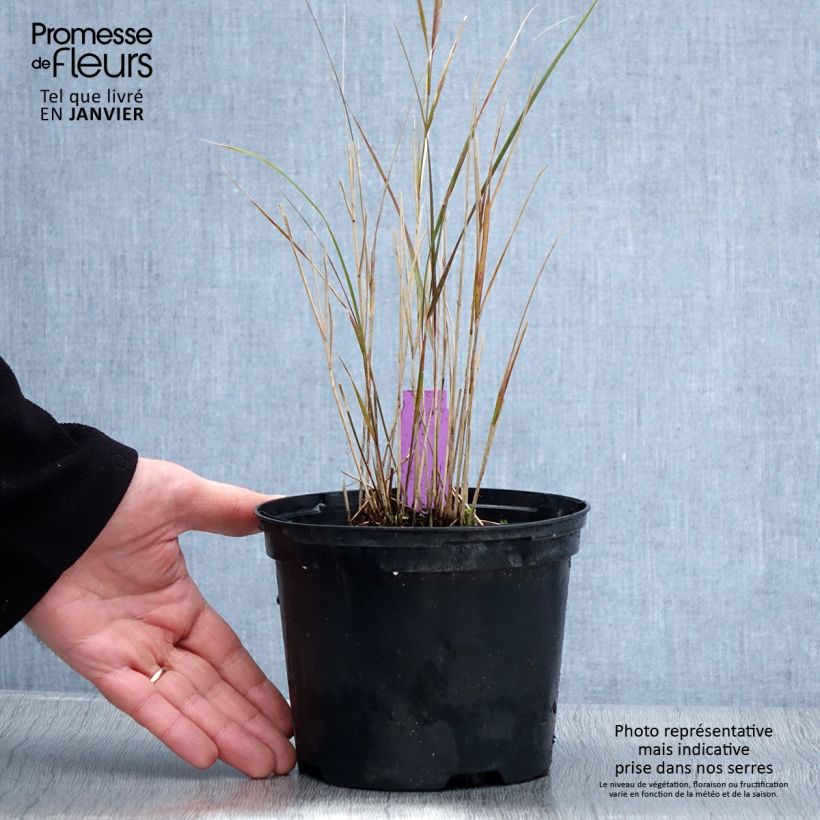 Stipa arundinacea Sirocco - Anemanthele lessoniana Pot de 2L/3L sample as delivered in winter