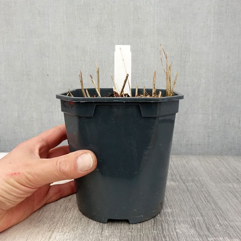 Stipa calamagrostis - Achnaterum en pot de 2/3 litres sample as delivered in spring