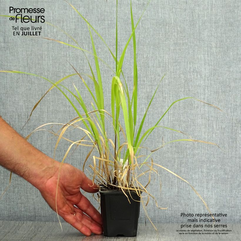 Stipa extremiorientalis 8/9 cm pot sample as delivered in summer