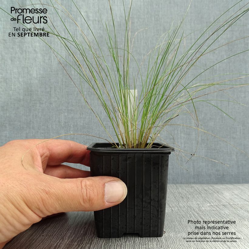 Stipa pennata en godet de 8/9cm sample as delivered in autumn