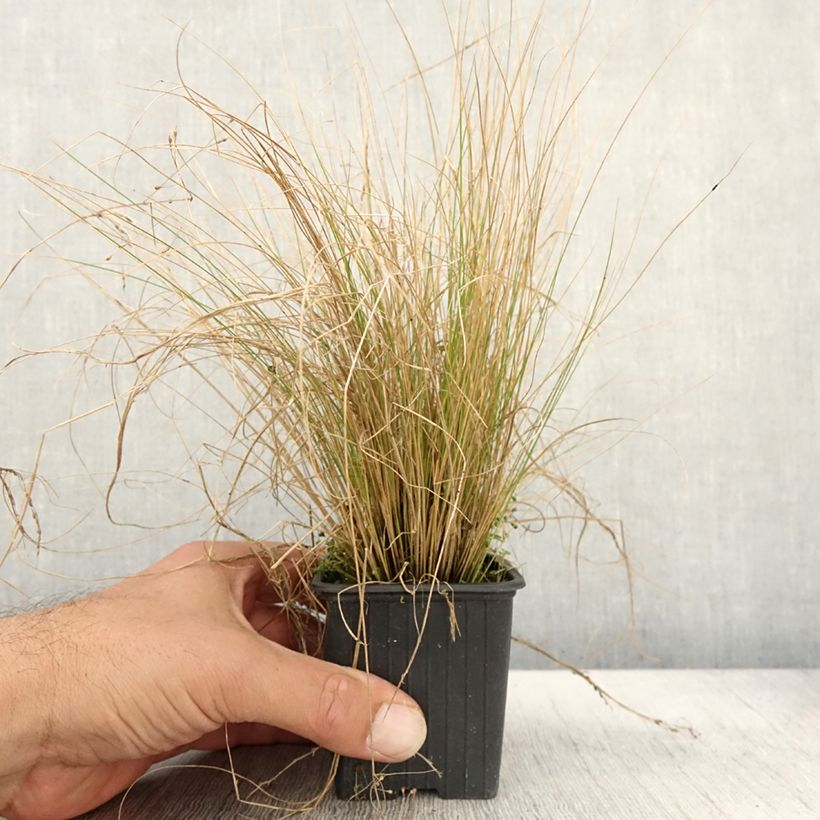 Stipa trichotoma Palomino - Stipe à feuilles dentées Godet de 8/9 cm sample as delivered in autumn