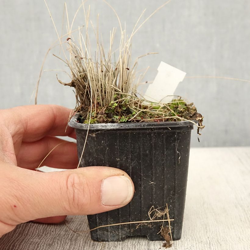 Stipa trichotoma Palomino sample as delivered in spring
