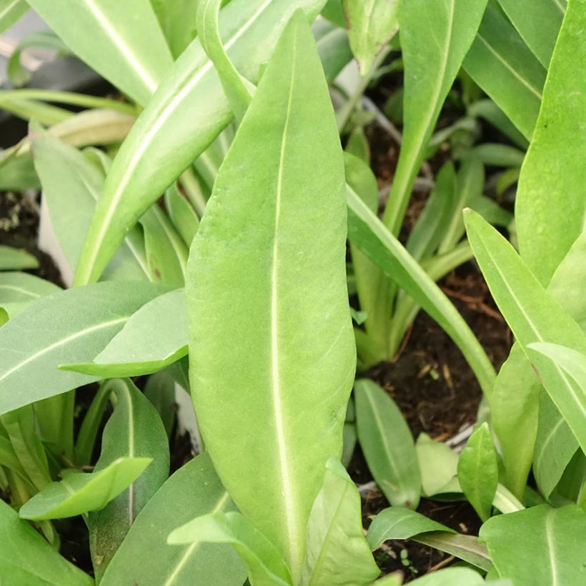 Stokesia laevis Alba (Foliage)