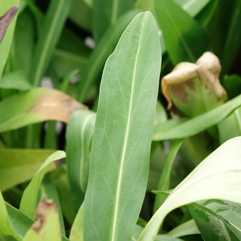 Stokesia laevis Alba (Foliage)