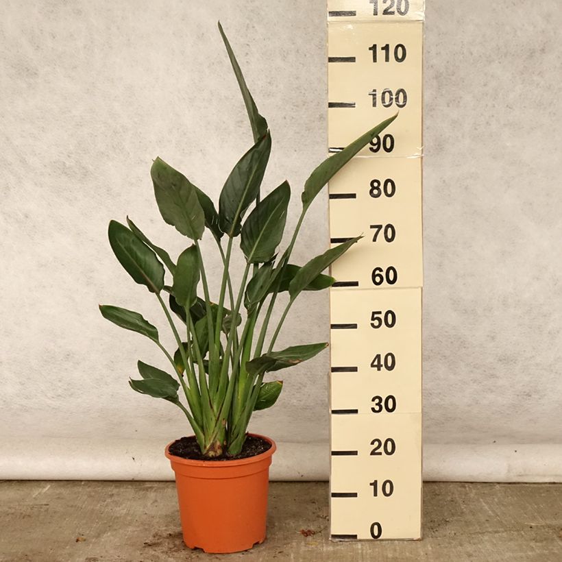 Strelitzia reginae 6L/7L pot sample as delivered in summer