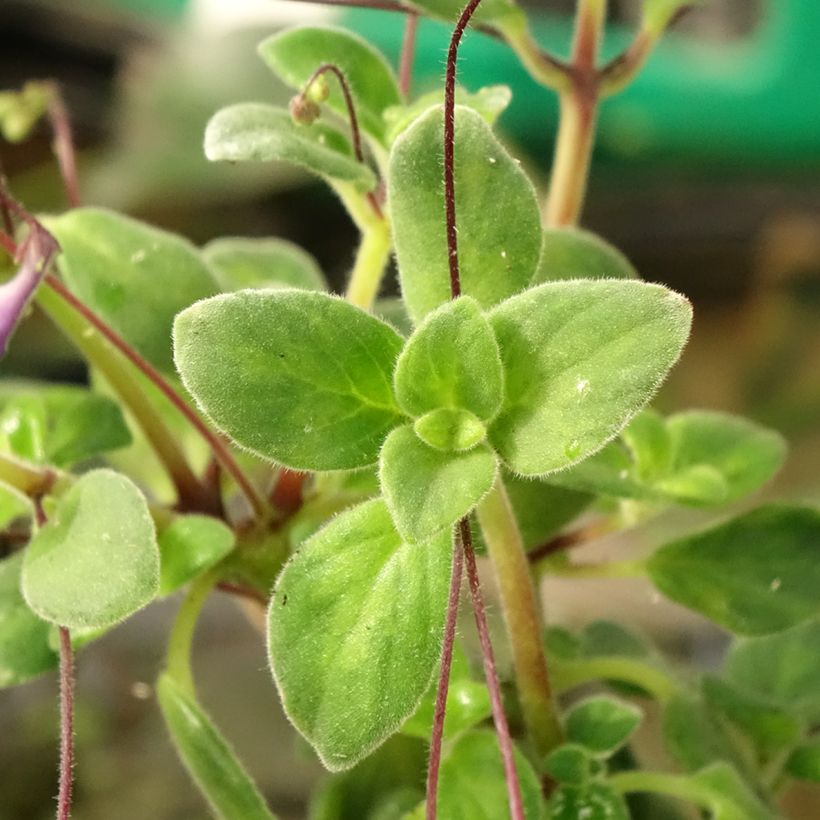 Streptocarpus saxorum Purple (Foliage)