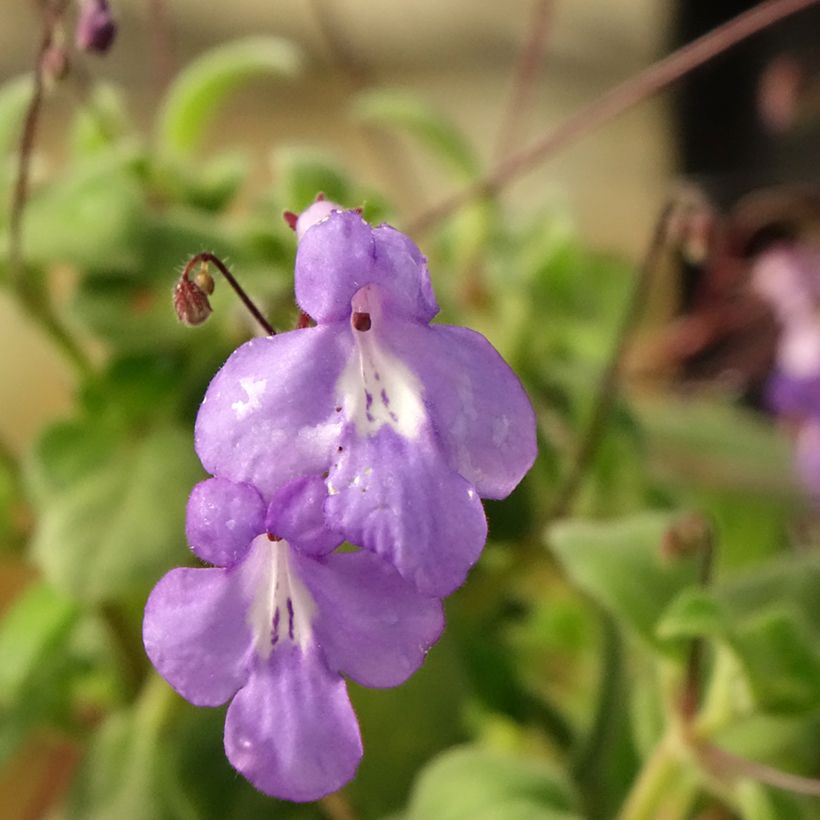 Streptocarpus saxorum Purple (Flowering)