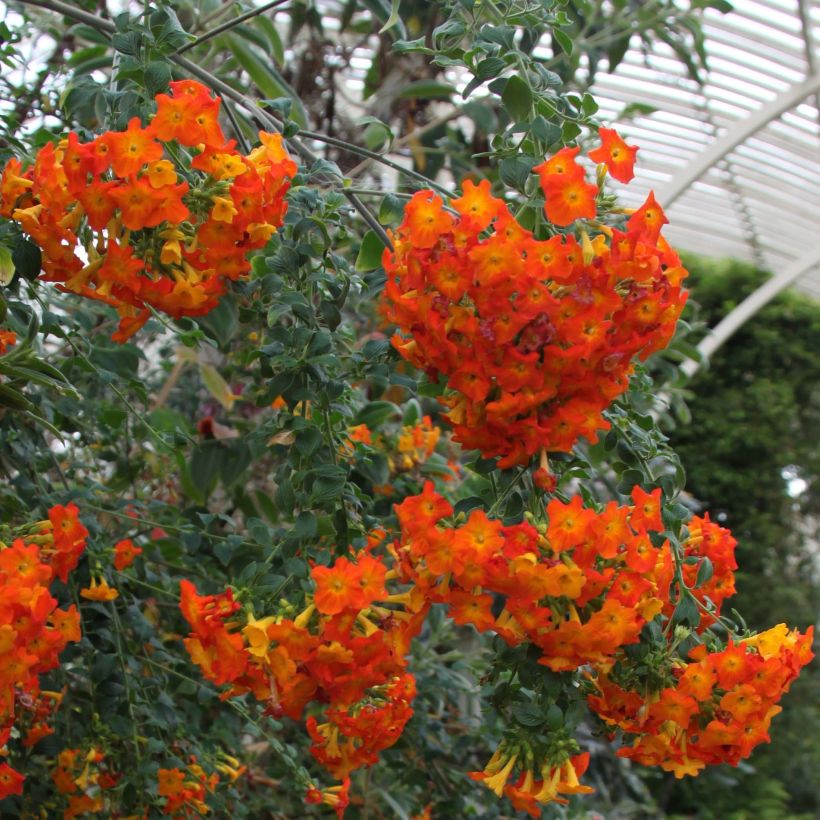 Streptosolen jamesonii - Marmalade Bush (Flowering)