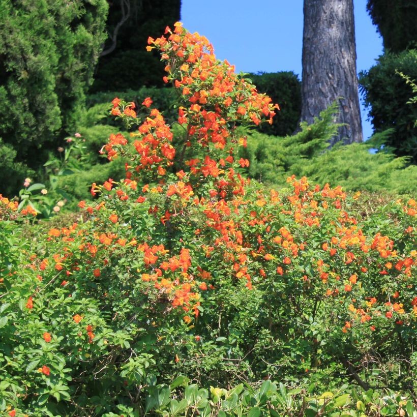 Streptosolen jamesonii - Marmalade Bush (Plant habit)