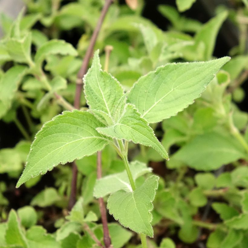 Strobilanthes attenuata Blue Carpet (Foliage)