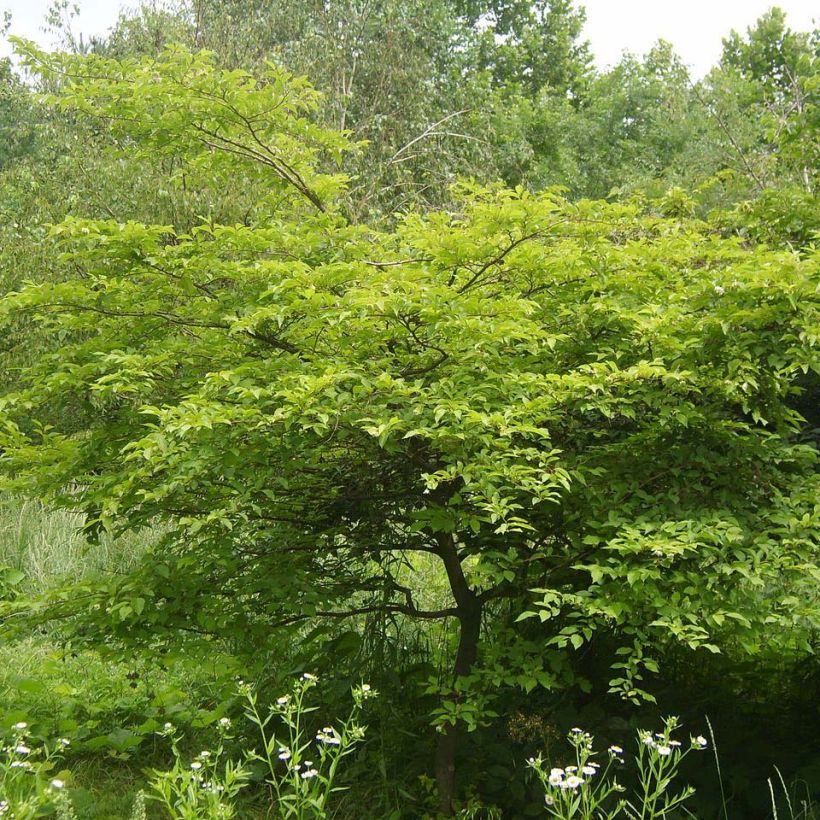 Styrax japonica (Foliage)