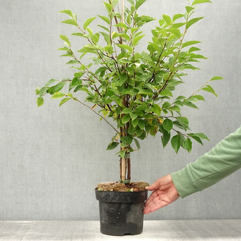Styrax japonica Snowfall - Japanese Snowbell 4L/5L pot sample as delivered in summer