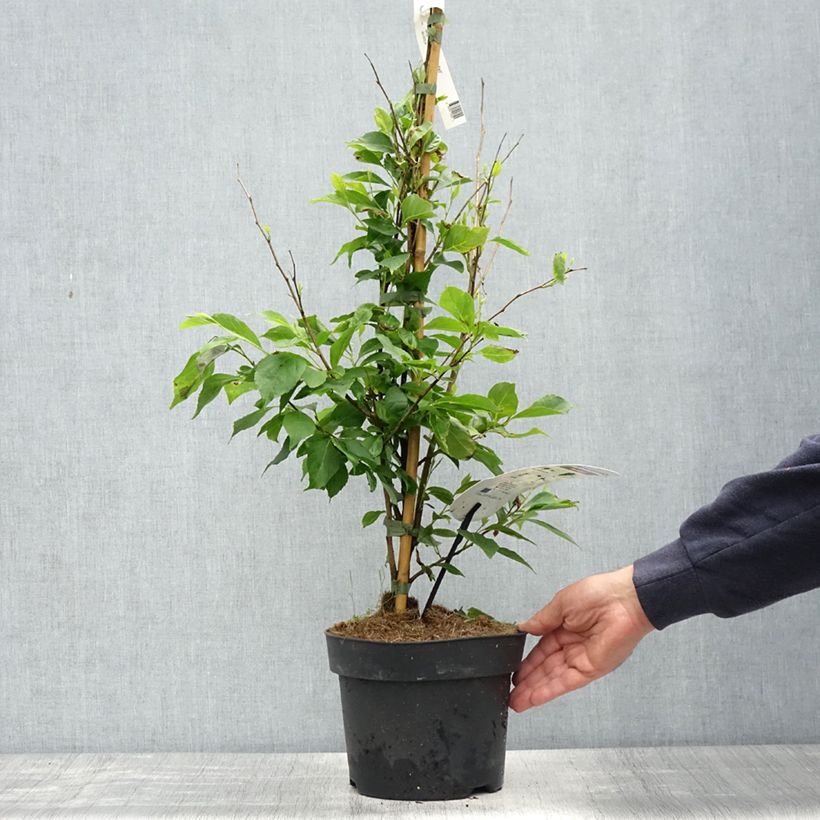 Styrax japonica Snowfall - Japanese Snowbell sample as delivered in spring