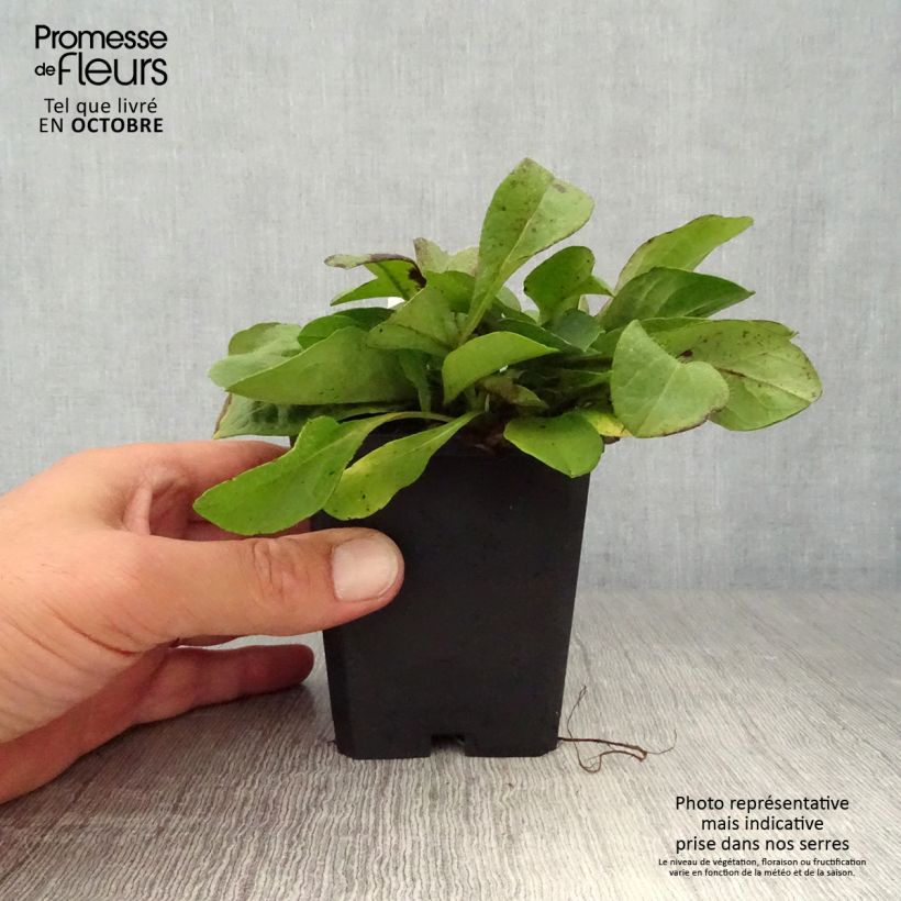 Succisa pratensis 8/9 cm pot sample as delivered in autumn