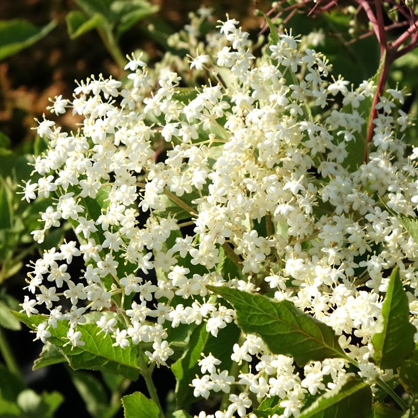 Sambucus nigra var. albida - Black Elder (Flowering)