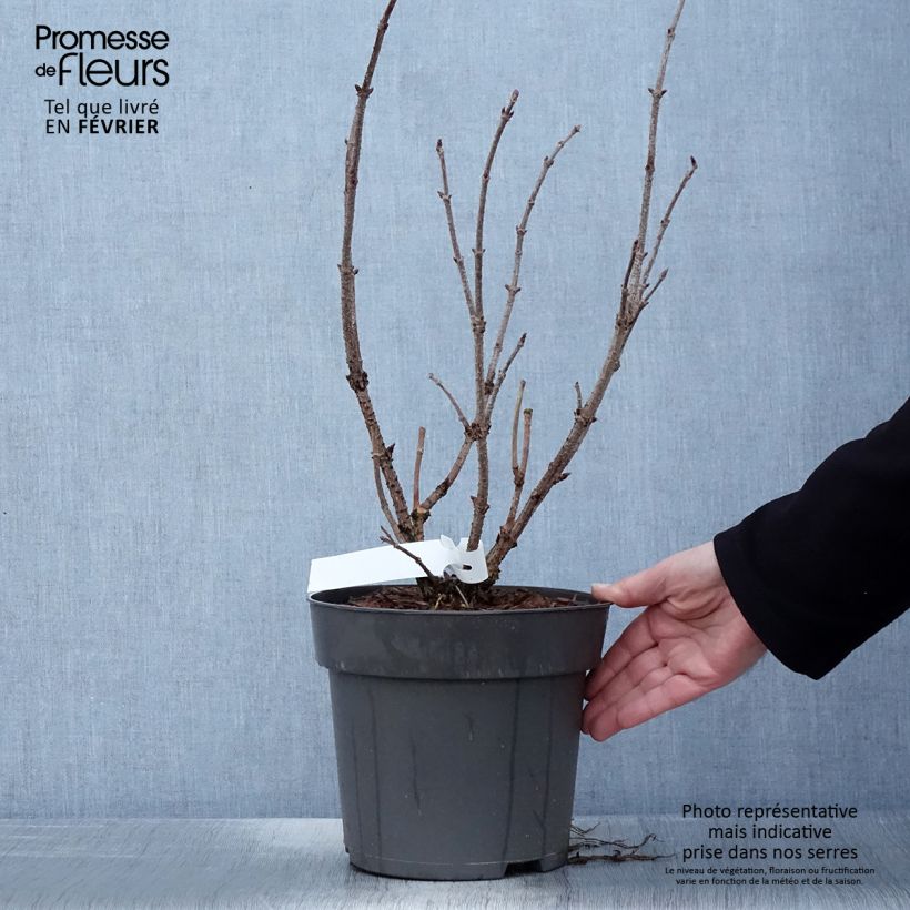 Sureau noir - Sambucus nigra Albida - Pot de 4L/5L sample as delivered in winter