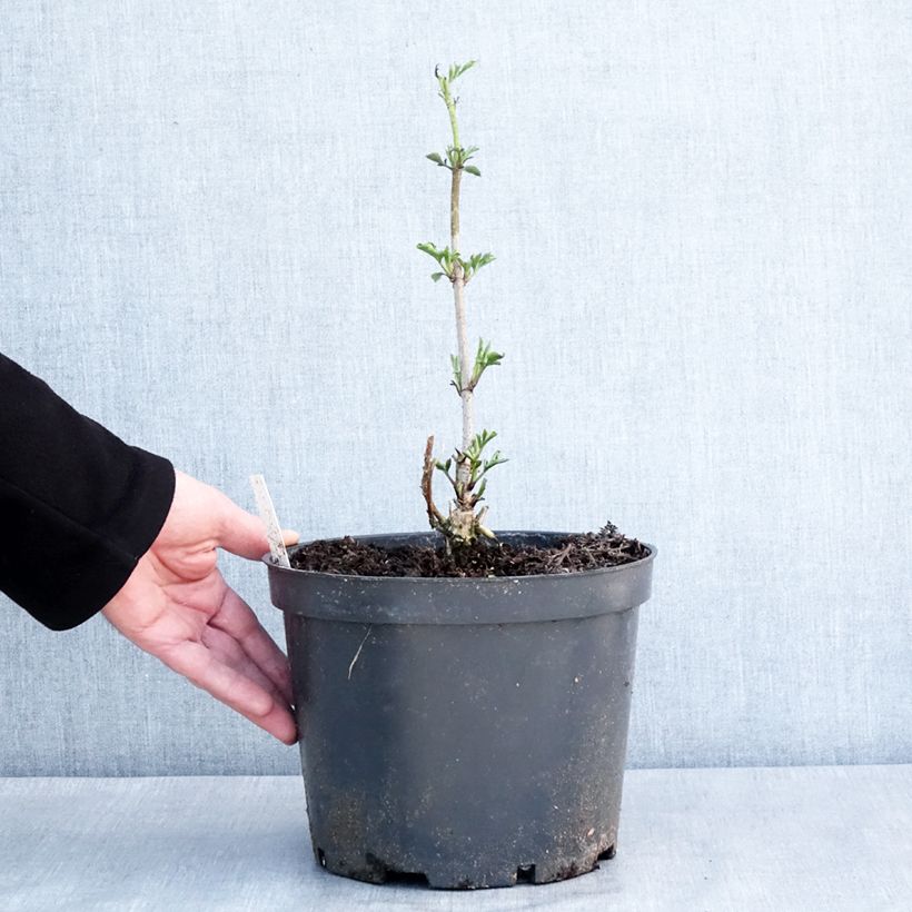 Sambucus nigra Anatole - Elder 4L/5L potShipped height around 60/80cm sample as delivered in winter