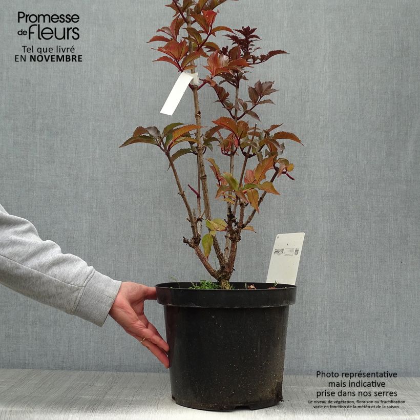 Sureau noir - Sambucus nigra Black Tower en pot de 10L sample as delivered in autumn